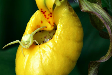 Photo of orchid flower with spider